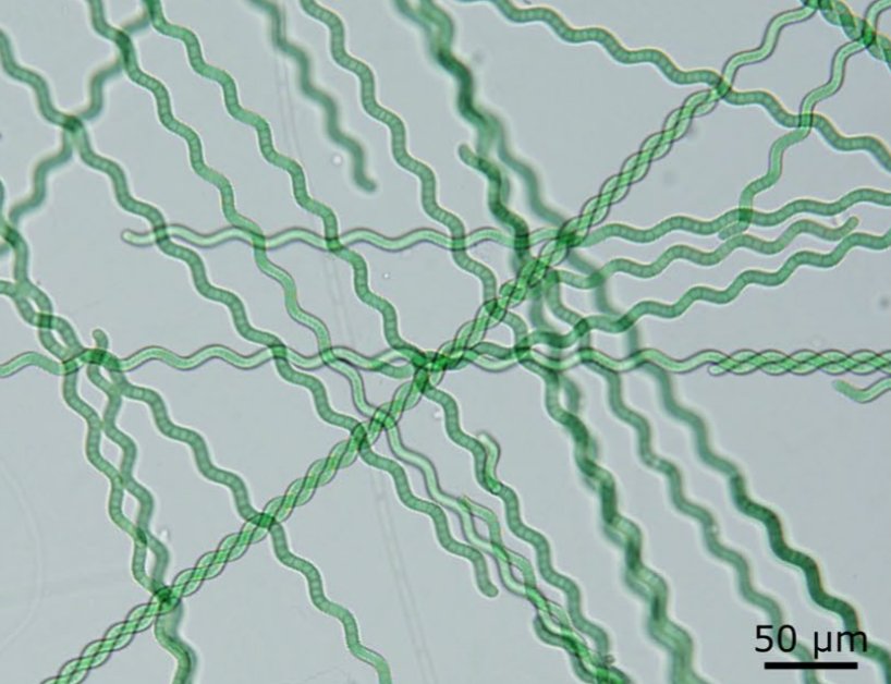 morphology of straight and spiral trichomes of a. jenneri’s population from tomaszowska reservoir in lm